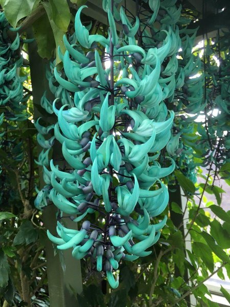 Strongylodon macrobotrys