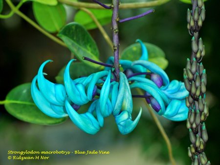 Стронгилодон крупнокистевой (Strongylodon macrobotrys)