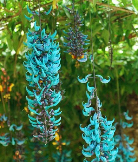 Стронгилодон крупнокистевой