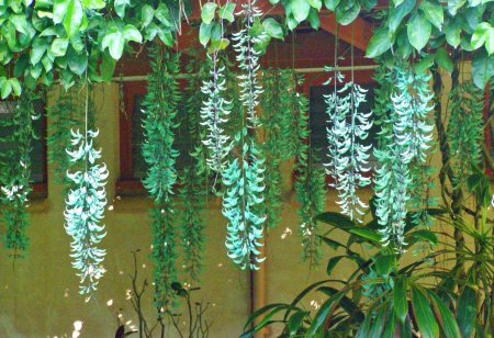 Стронгилодон Нефритовая Лиана