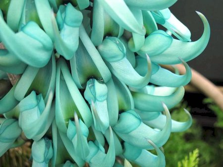 Стронгилодон Нефритовая лоза