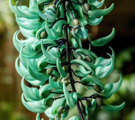 Strongylodon macrobotrys