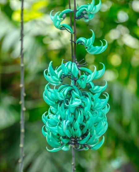 Стронгилодон Нефритовая Лиана