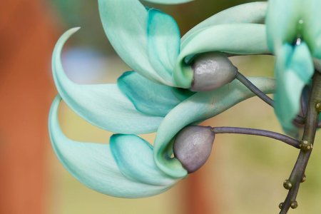 Стронгилодон крупнокистевой