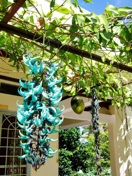 Стронгилодон крупнокистевой