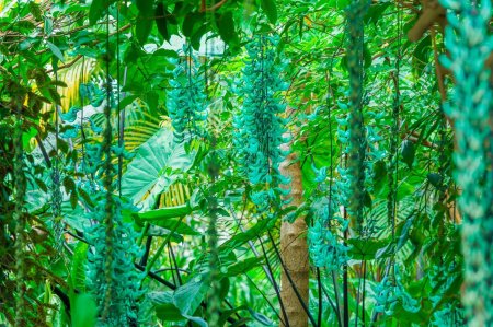 Стронгилодон Нефритовая Лиана