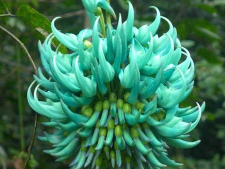 Стронгилодон крупнокистевой