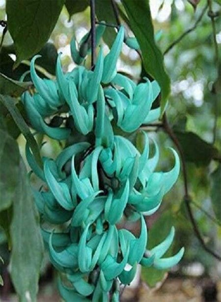 Стронгилодон крупнокистевой