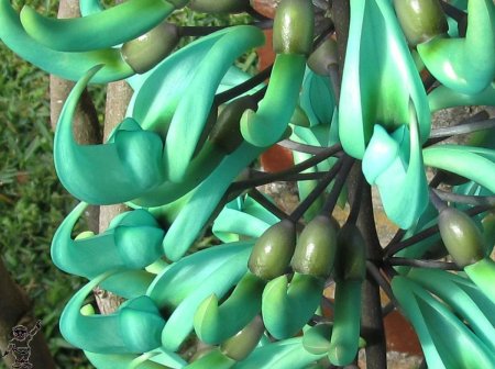 Стронгилодон Нефритовая лоза