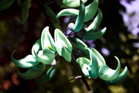 Стронгилодон крупнокистевой