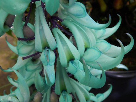 Стронгилодон Нефритовая лоза