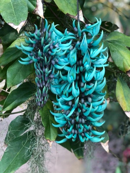 Стронгилодон Нефритовая лоза