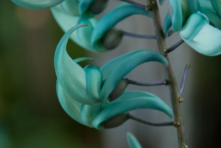 Стронгилодон Нефритовая Лиана