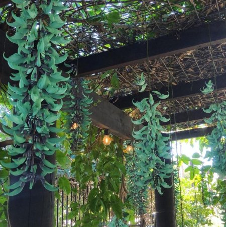 Стронгилодон Нефритовая лоза