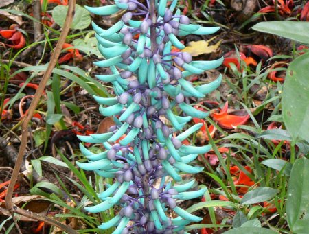 Стронгилодон Нефритовая Лиана