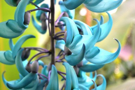 Стронгилодон Нефритовая Лиана