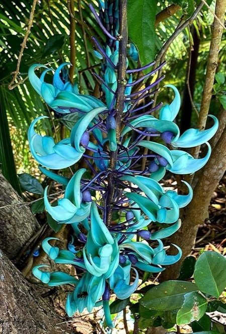 Орхидея коготь дракона