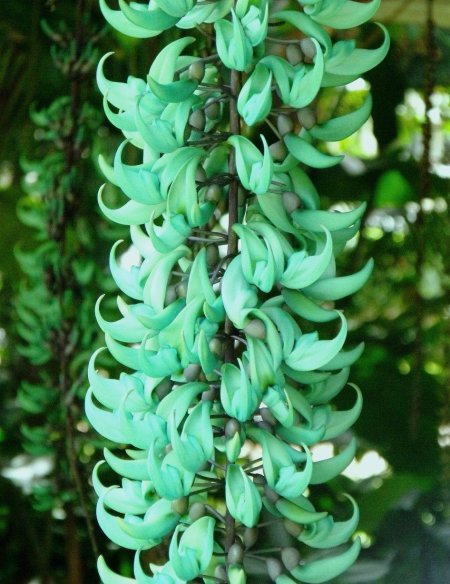 Стронгилодон Нефритовая Лиана