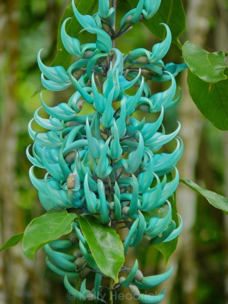 Стронгилодон крупнокистевой