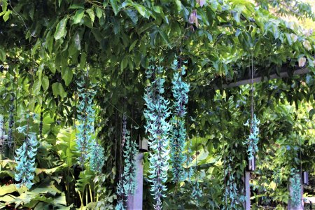 Стронгилодон Нефритовая Лиана