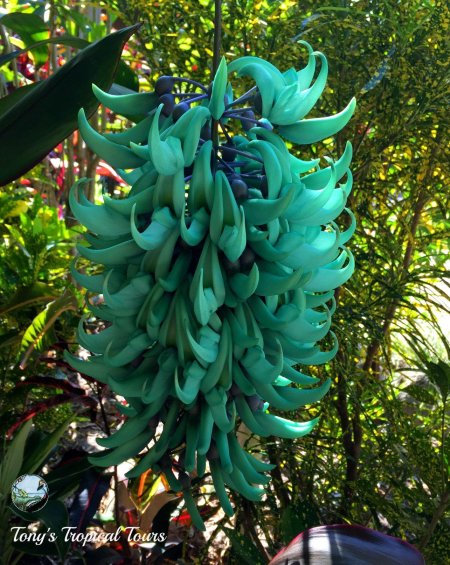 Стронгилодон крупнокистевой