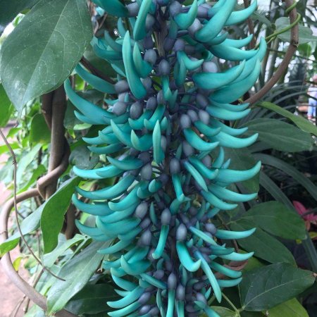 Стронгилодон крупнокистевой