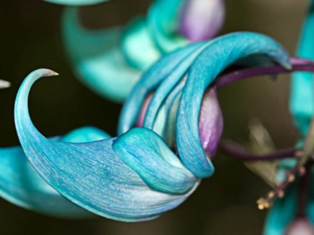 Стронгилодон крупнокистевой