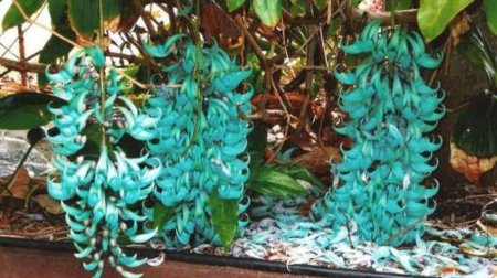 Стронгилодон Нефритовая лоза