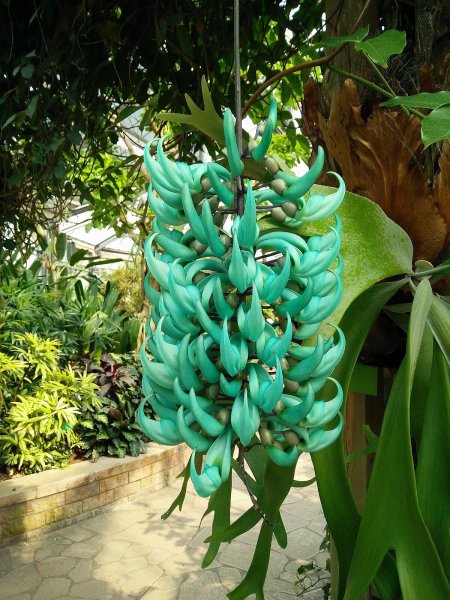 Strongylodon macrobotrys