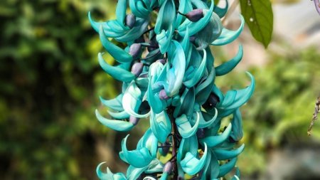 Нефритовая лоза