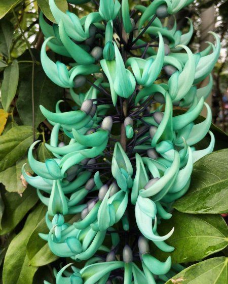 Стронгилодон Нефритовая лоза