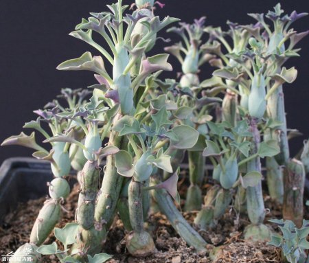 Суккулент крестовник клейния