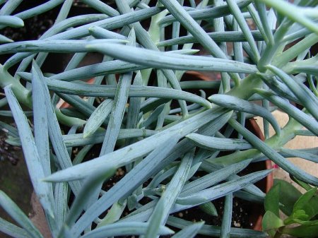 Сенецио mandraliscae