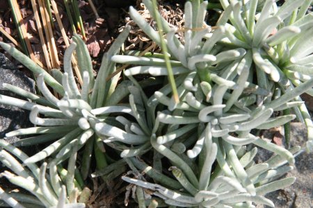Senecio scaposus