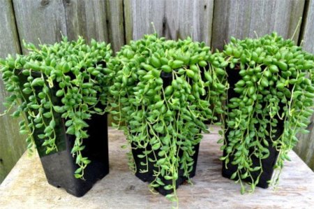 Крестовник Геррейна