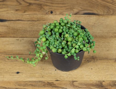 Крестовник Роули семена