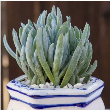 Сенецио Серпенс крестовник