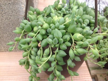 Крестовник Геррейна