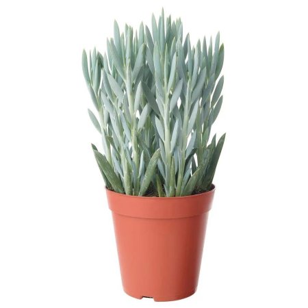 Крестовник фикусовидный Эверест