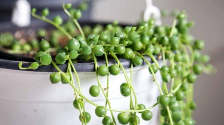 Крестовник Роули