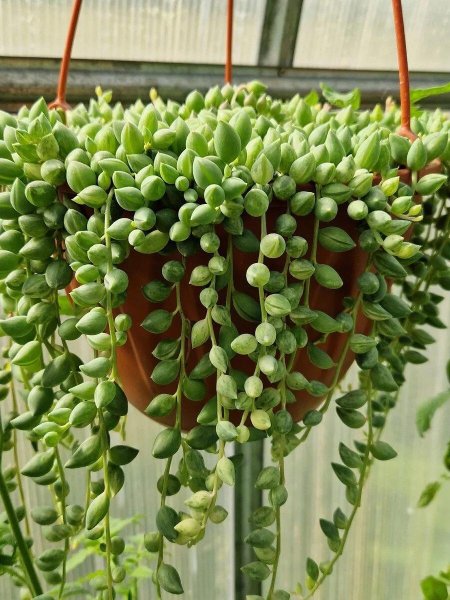 Крестовник сенецио