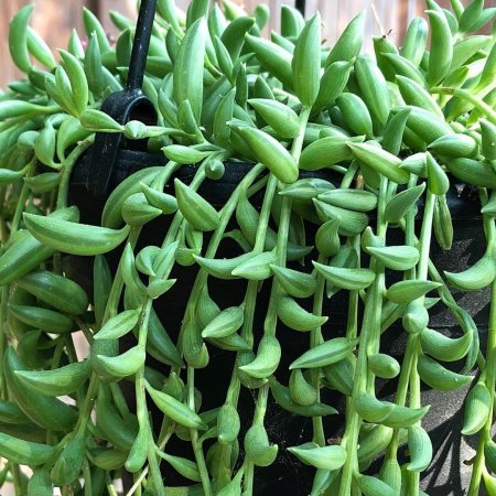 Крестовник сенецио