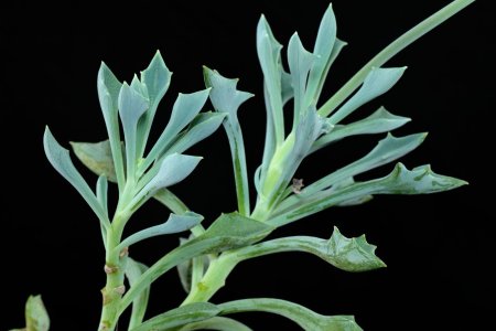 Крестовник клейниевидный