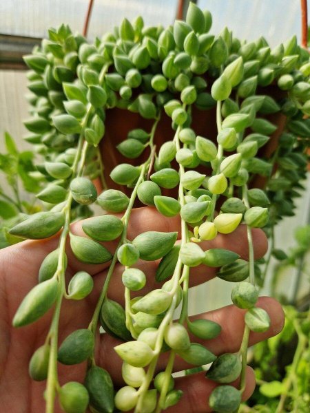 Крестовник Геррейна