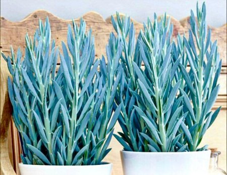 Крестовник сенецио