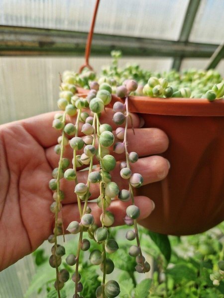 Крестовник Роули