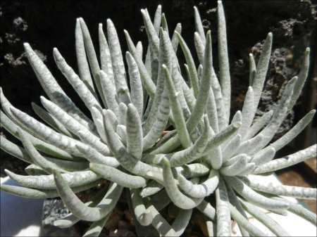 Крестовник сенецио