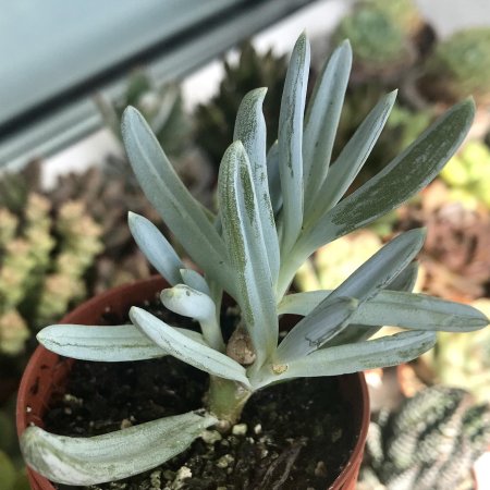 Суккулент Senecio archeri