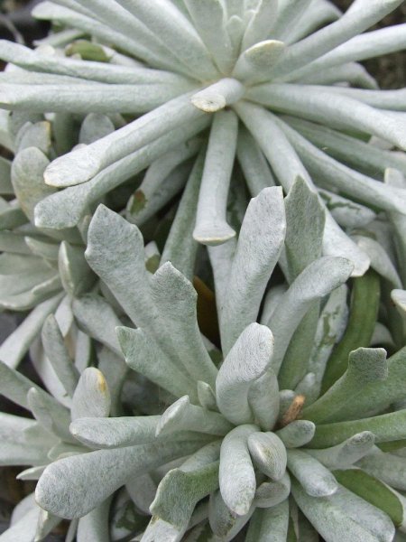 Суккулент Senecio scaposus