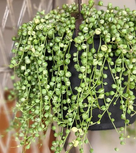 Крестовник Роули